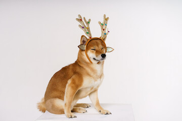 An adult cute red-haired dog in new year's costume with deer antlers. Dog greets the new year....