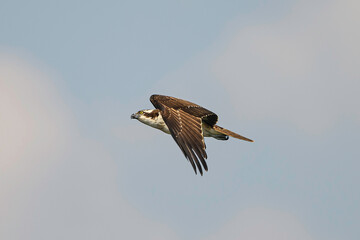 Osprey is a migratory bird in nandur madhmeshwar in Nasik, India  Osprey’s eyes face forward, which provides excellent depth perception. Its eyes are key to finding prey fish in the water.