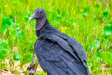 Tropical Black Vulture on Mangrove Pouso Beach Ilha Grande Brazil.