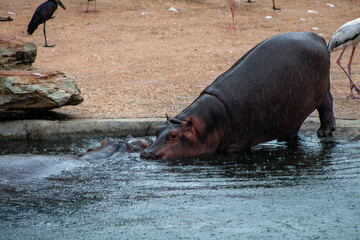 Bakhchi Zahèr Zoo Beauval