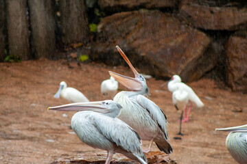 Bakhchi Zahèr Zoo Beauval
