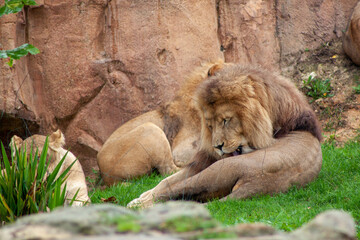 Bakhchi Zahèr Zoo Beauval