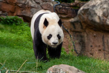 Bakhchi Zahèr Zoo Beauval
