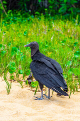 Tropical Black Vulture on Mangrove Pouso Beach Ilha Grande Brazil.