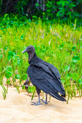 Tropical Black Vulture on Mangrove Pouso Beach Ilha Grande Brazil.