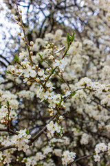 Macro photo: a tree blooming in spring. White cherry flowers.