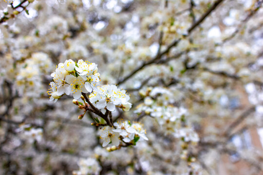 Macro photo: a tree blooming in spring. White cherry flowers.