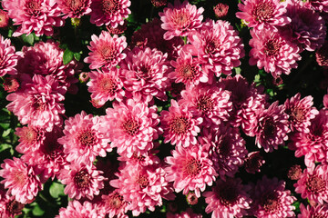 Pink chrysanthemum background. Color flower texture. Closeup macro pattern. Floral texture. Sunlight natural petal pattern.