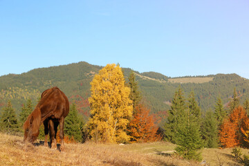Fototapeta premium Brown horse grazing in mountains on sunny day. Beautiful pet