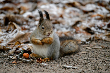 Squirrel in the forest park
