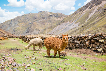 Alpacas in the Peruvian Andes near Vinicunca Rainbow Mountain in Cusco Province, Peru - 470697485