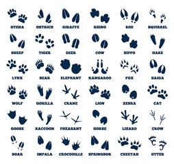Animals footprint. Animal hoofed goose track, isolated prints wild fauna. Different cats, birds paws, forest feets icons, recent vector collection