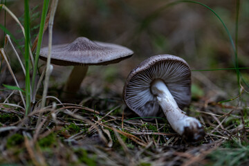 two blue gray mushrooms on forest ground. Probably Cortinarius sp.