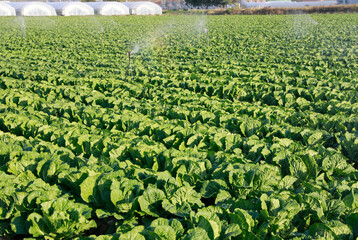 fresh and delicious green cabbage in the cabbage field, 신선하고 싱싱한 맛있는 배추밭의 푸른 배추들