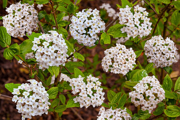 White flowers of a Viburnum burkwoodii in spring. Baden Wuerttemberg, Germany, Europe