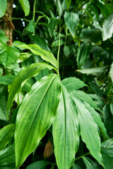 Fototapeta na wymiar close-up beautiful Philodendron Tripartitum Plant