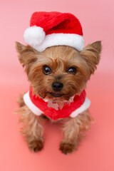 cute Yorkshire terrier in a Christmas plush costume on a pink background