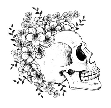 Human Skull and flowers sketch, hand drawn illustration. Vector illustration. Tattoo vintage print. Skull and camellia flower . T-shirt design. Black and white.