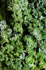 A group of green kale leaves. 