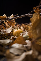 apple in middle of falling autumn leaves
