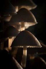 Close up photo of mushrooms 