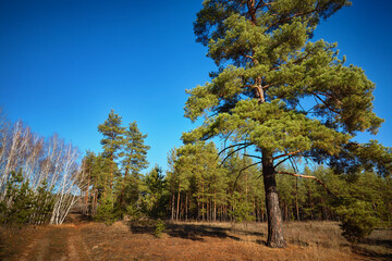 Pines. Pine and deciduous forest in autumn. Nature. Landscape