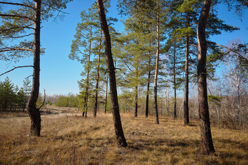 Pines. Pine and deciduous forest in autumn. Nature. Landscape