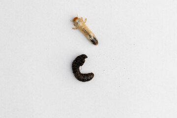 Poisoned larva and live larva on white background, Dead grub of the May beetle Common Cockchafer 