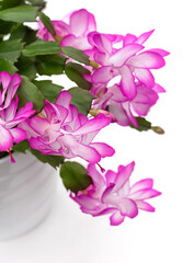 Christmas cactus Schlumbergera in pot isolated on white background. Copy space. Close up.