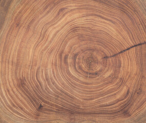 Cross section of ash tree trunk with growth rings