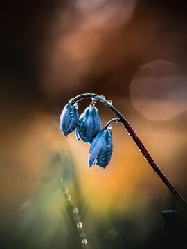 Macro of a moody blue siberian squill flower in an orange background with bokeh bubbles. Shallow depth of field