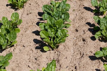 cultivation of sugar beet for the production