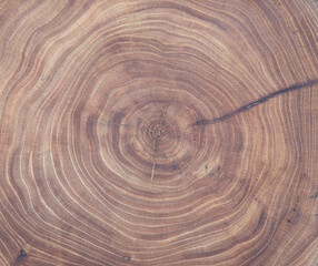 Cross section of ash tree trunk with growth rings