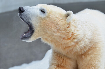 Plakat Portrait of a polar bear