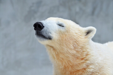 Obraz na płótnie Canvas Portrait of a polar bear