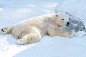 Fototapeta na wymiar A polar bear is lying in the snow