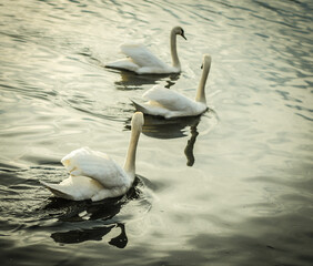 Swans swimming in the river