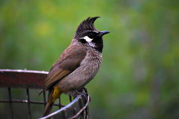 Himalayan Bulbul