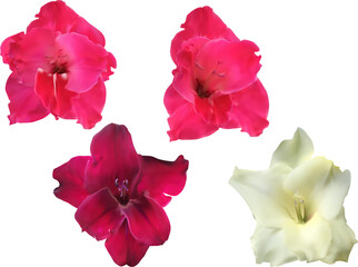set of four gladiolus blooms isolated on white