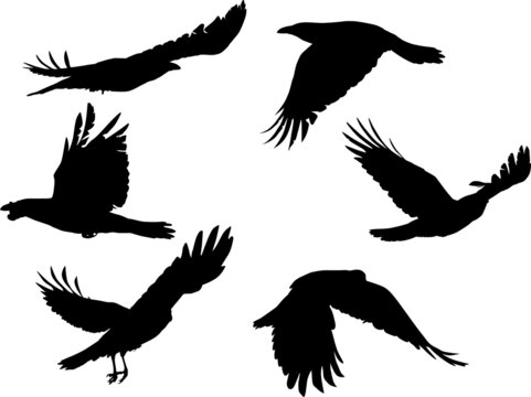 group of six crows flight black silhouettes