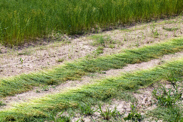 agricultural field with flax plants