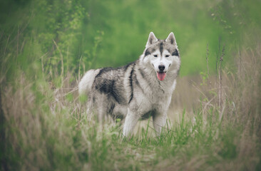happy siberian husky dog standing in green grass