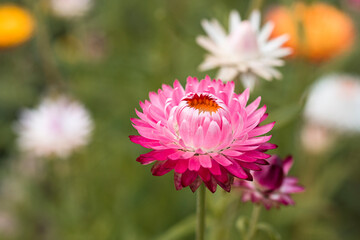 A pink gradient isolated gerber daisy in bloom with a blurred background of green grass. A planted flower garden of bright and colorful daisies.