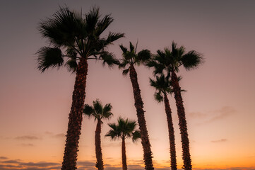 Fototapeta na wymiar Tropical palm trees with beautiful orange sky at sunset. 