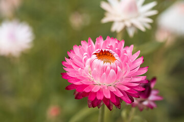 A pink gradient isolated gerber daisy in bloom with a blurred background of green grass. A planted...
