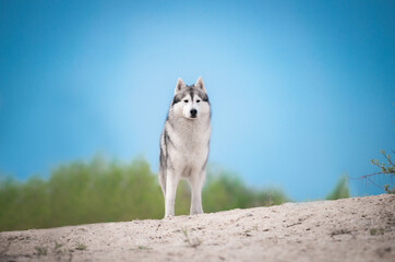 siberian husky dog standing in the sand on blue sky background © Anna Darahan