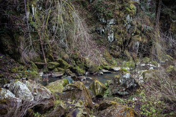 stream in the forest