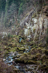 stream in the forest