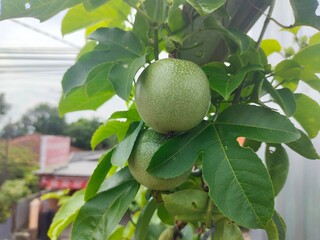 Green unripe passion fruit on the tree. Passiflora edulis
