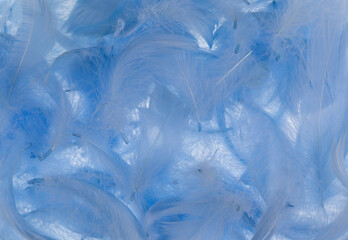 beautiful delicate blue feathers background